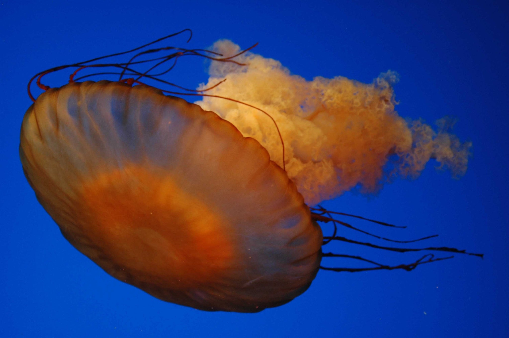 Guernsey Jellyfish III Wall Decal (5 Sizes Available)