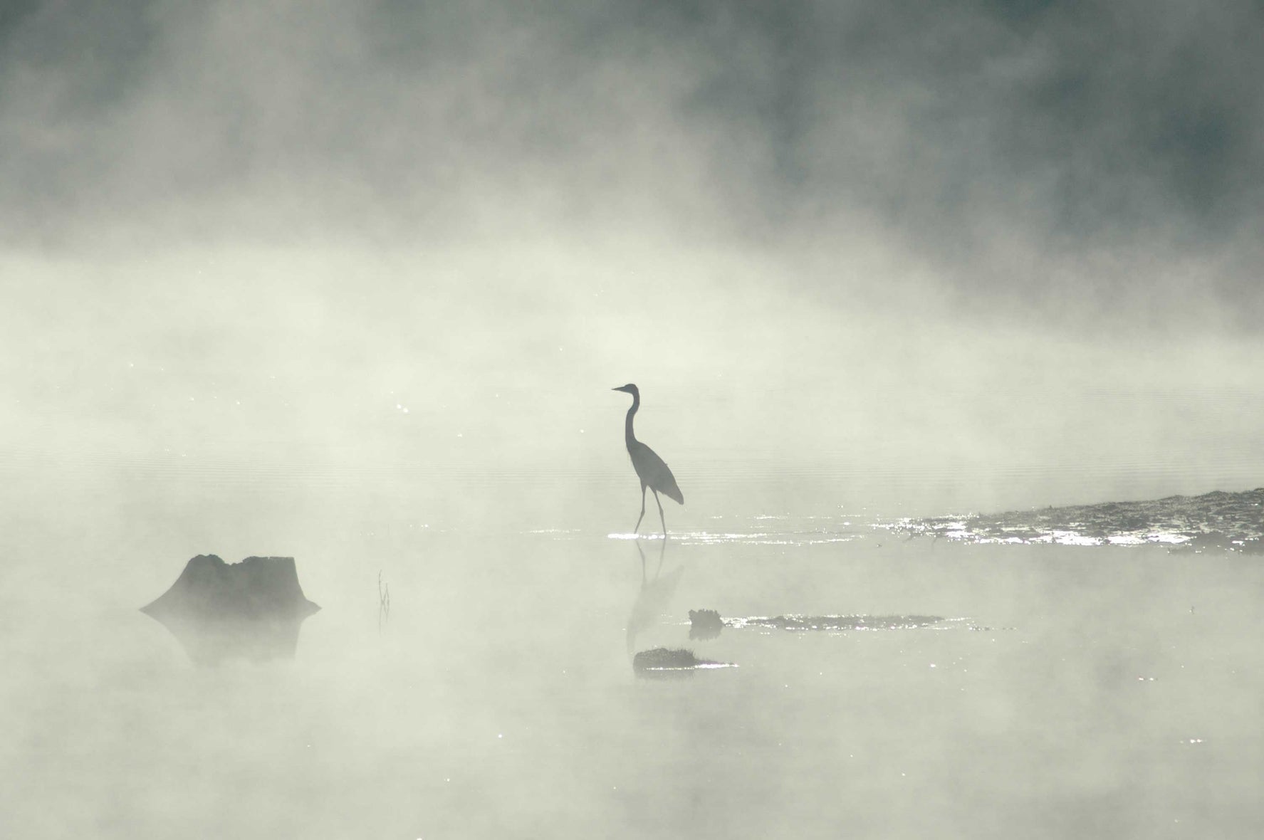 Guernsey Standing Crane in Mist Wall Decal (5 Sizes Available)