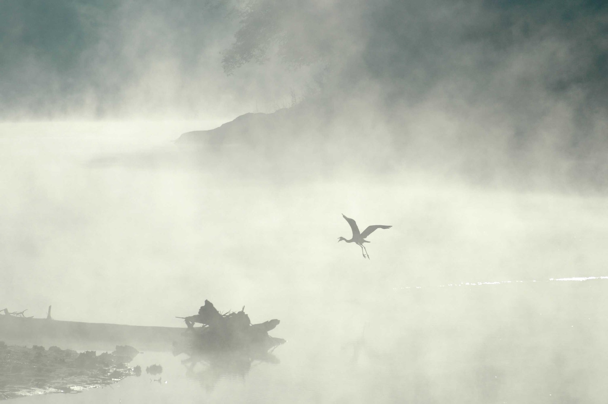 Guernsey Soaring Crane in Mist  Glossy Poster (5 Sizes Available)