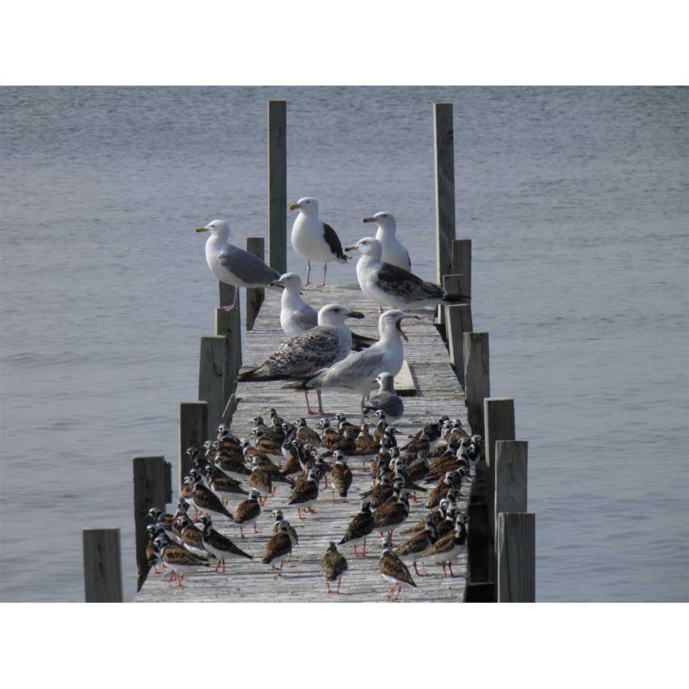 Birds on Dock Wall Decal Printed | Wallhogs