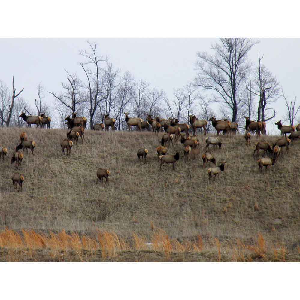 Elk Herd Gloss Poster Printed | Wallhogs