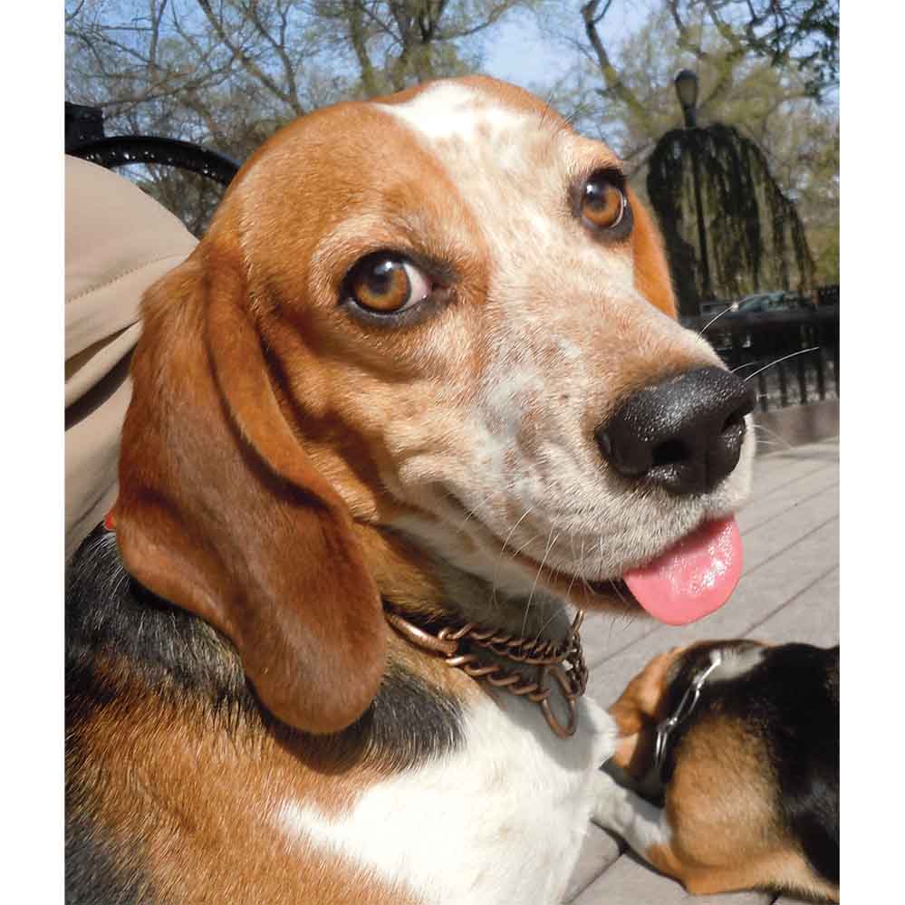 Smiling Beagle Gloss Poster Printed | Wallhogs