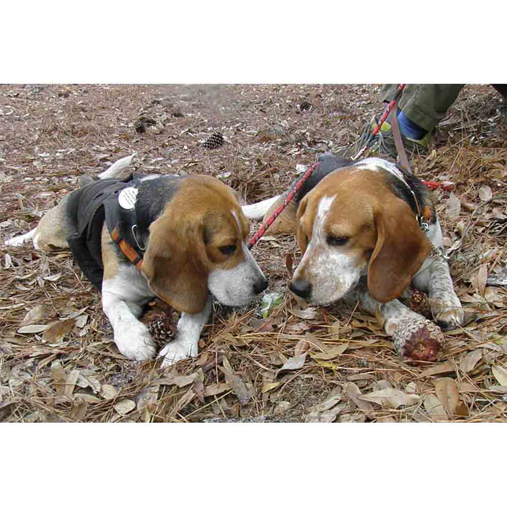 Twins Wall Decal Printed | Wallhogs