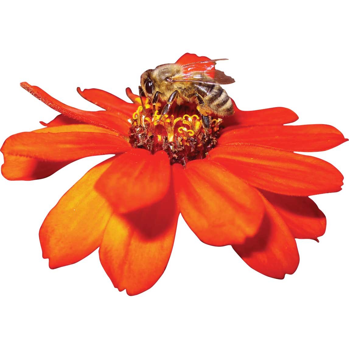 Botanical Photography Wall Decal Collection