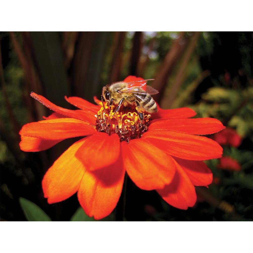 Pollen Nation Gloss Poster Printed | Wallhogs