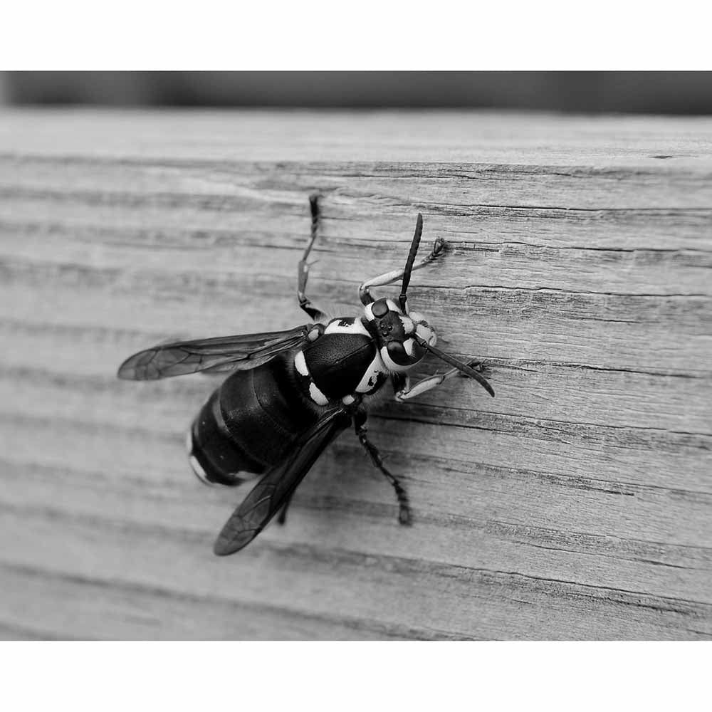 Bee Wall Decal Printed | Wallhogs