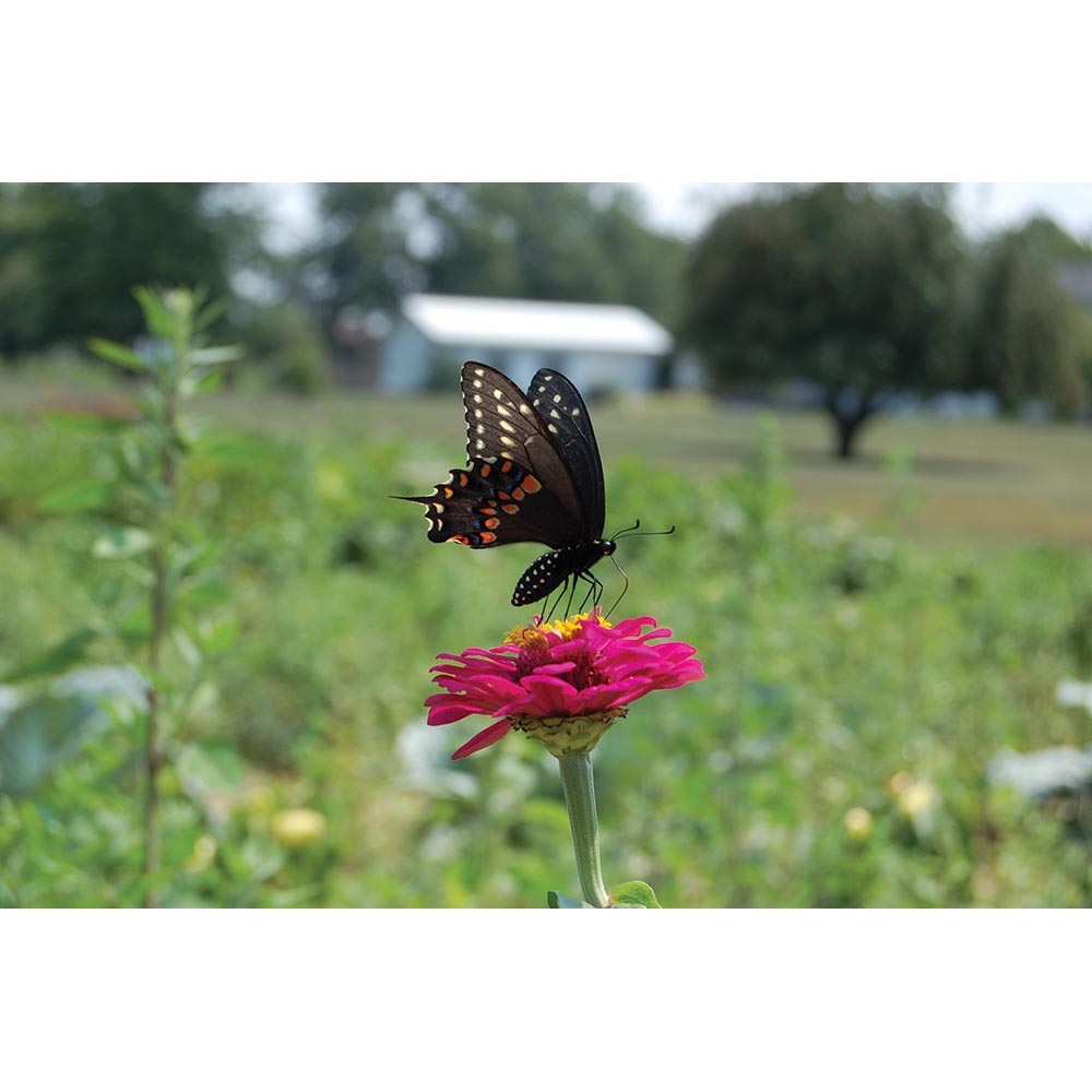 Butterfly Gloss Poster Printed | Wallhogs