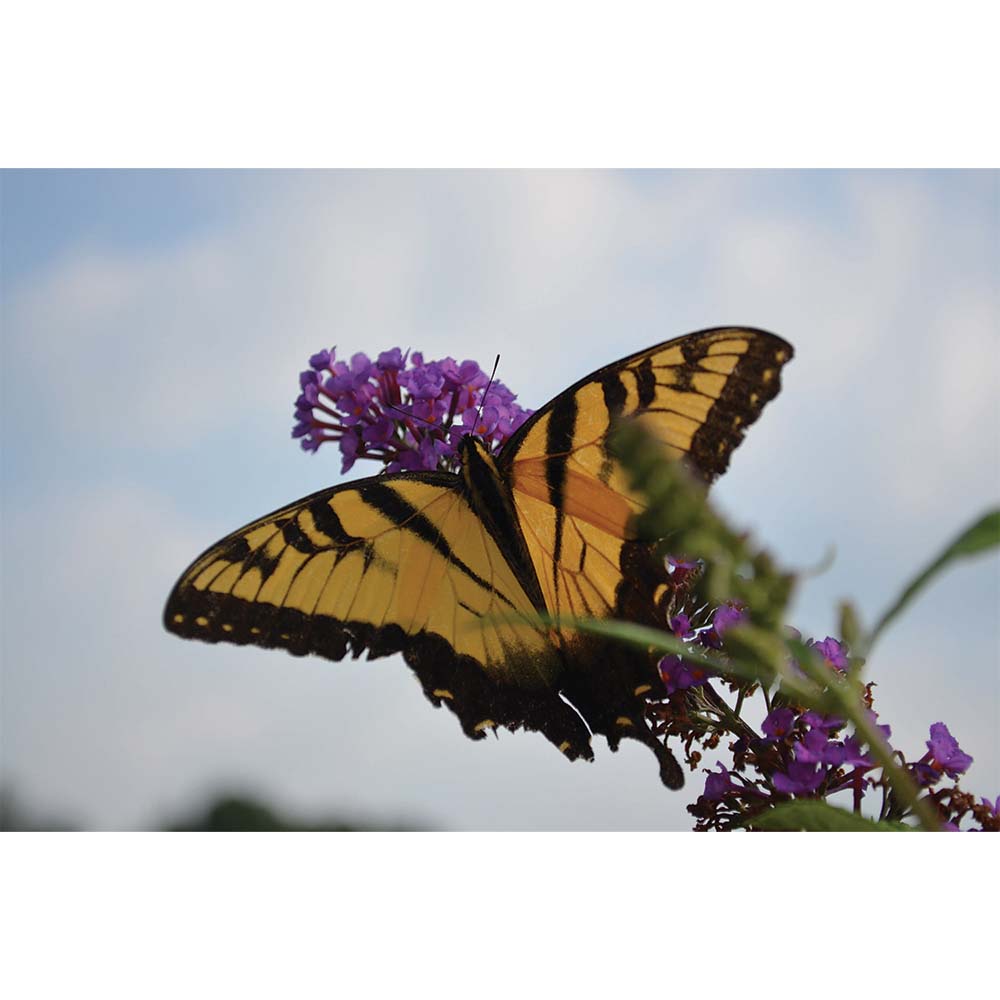 Butterfly Resting Wall Decal Printed | Wallhogs