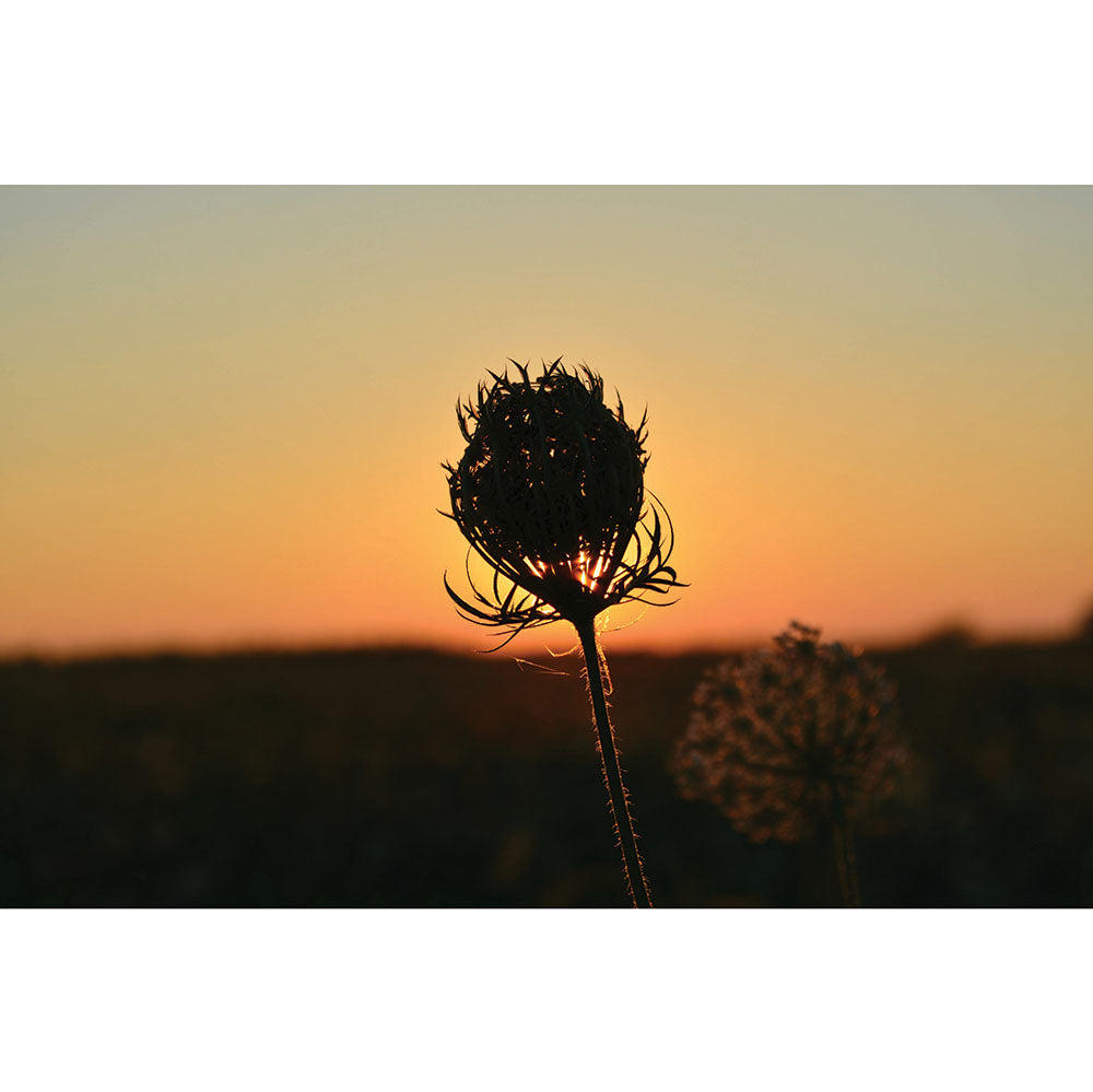 Sunset Flower Gloss Poster Printed | Wallhogs