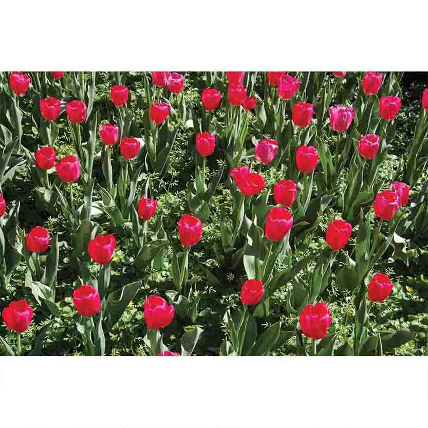 Flowers Gloss Poster Printed | Wallhogs