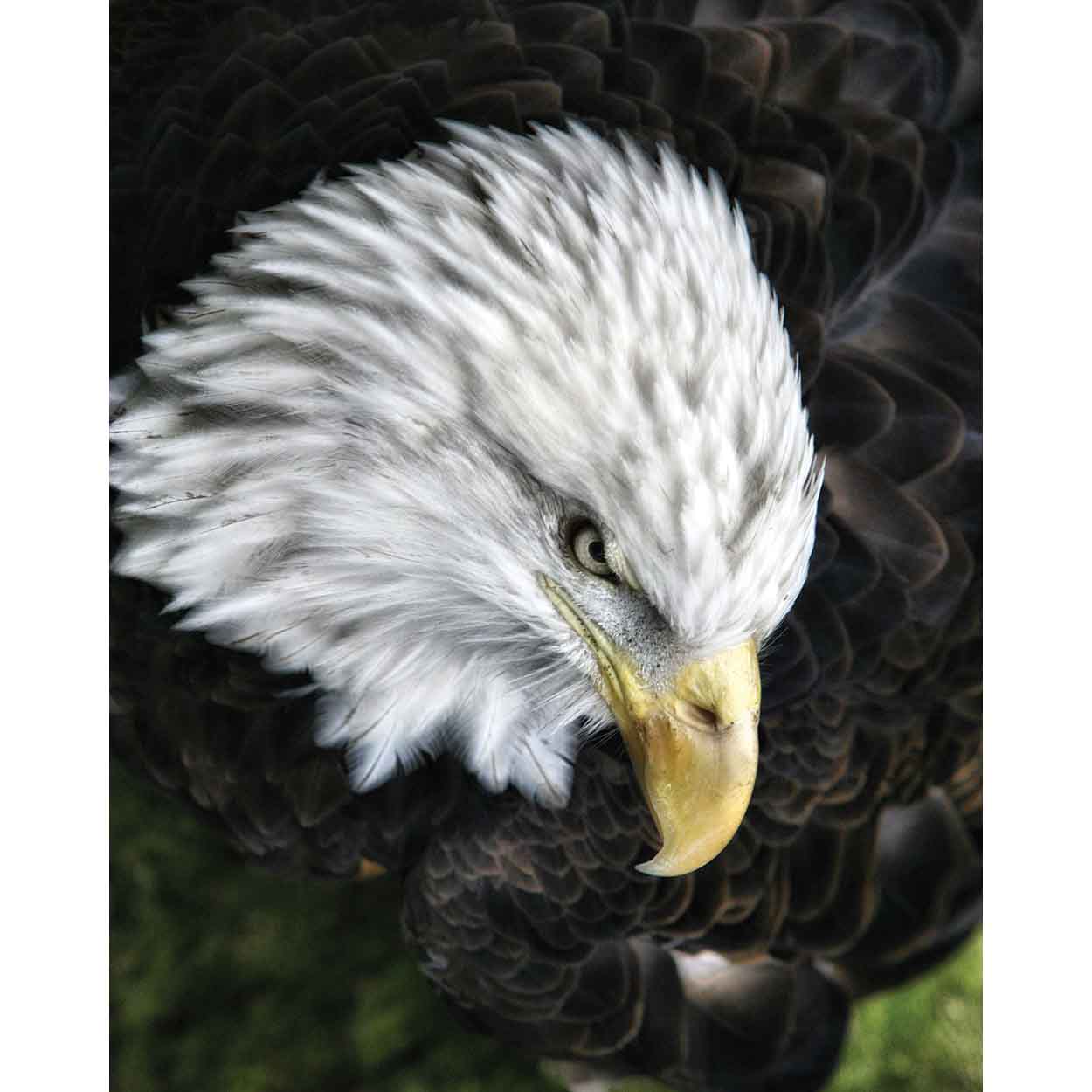 Bald Eagle Gloss Poster Printed | Wallhogs