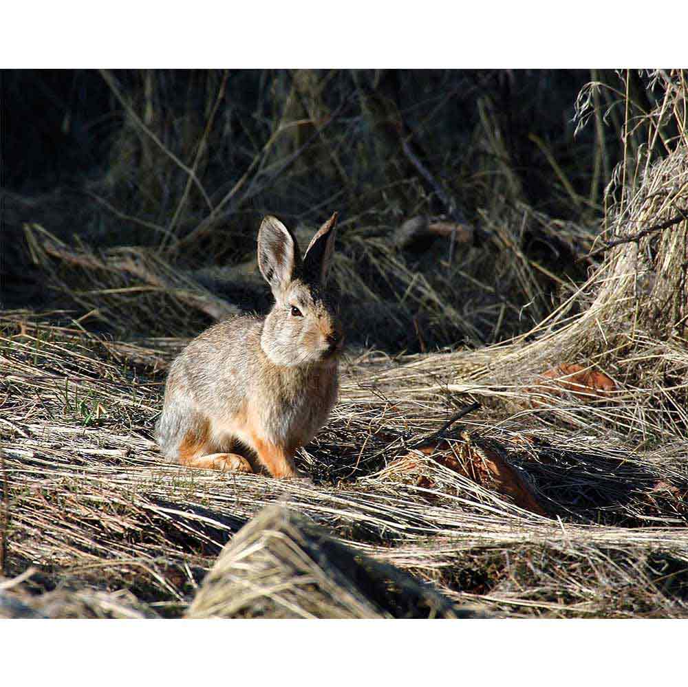 Cottontail Gloss Poster Printed | Wallhogs