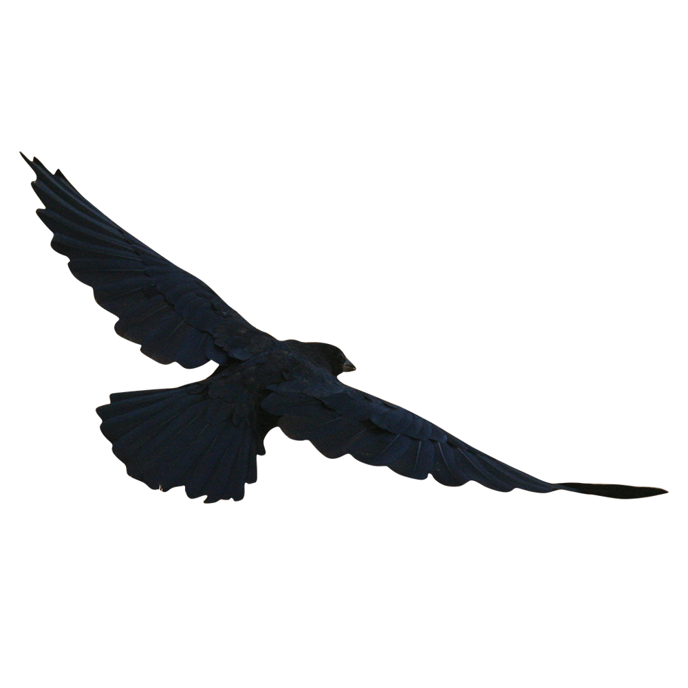 Cie-Cut Crow Wall Decal Printed | Wallhogs