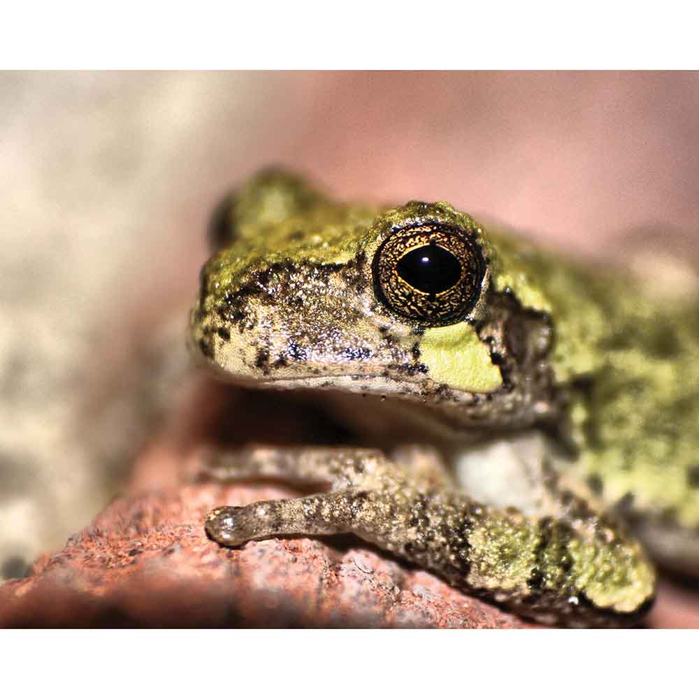 Frog Portrait Gloss Poster Printed | Walllhogs