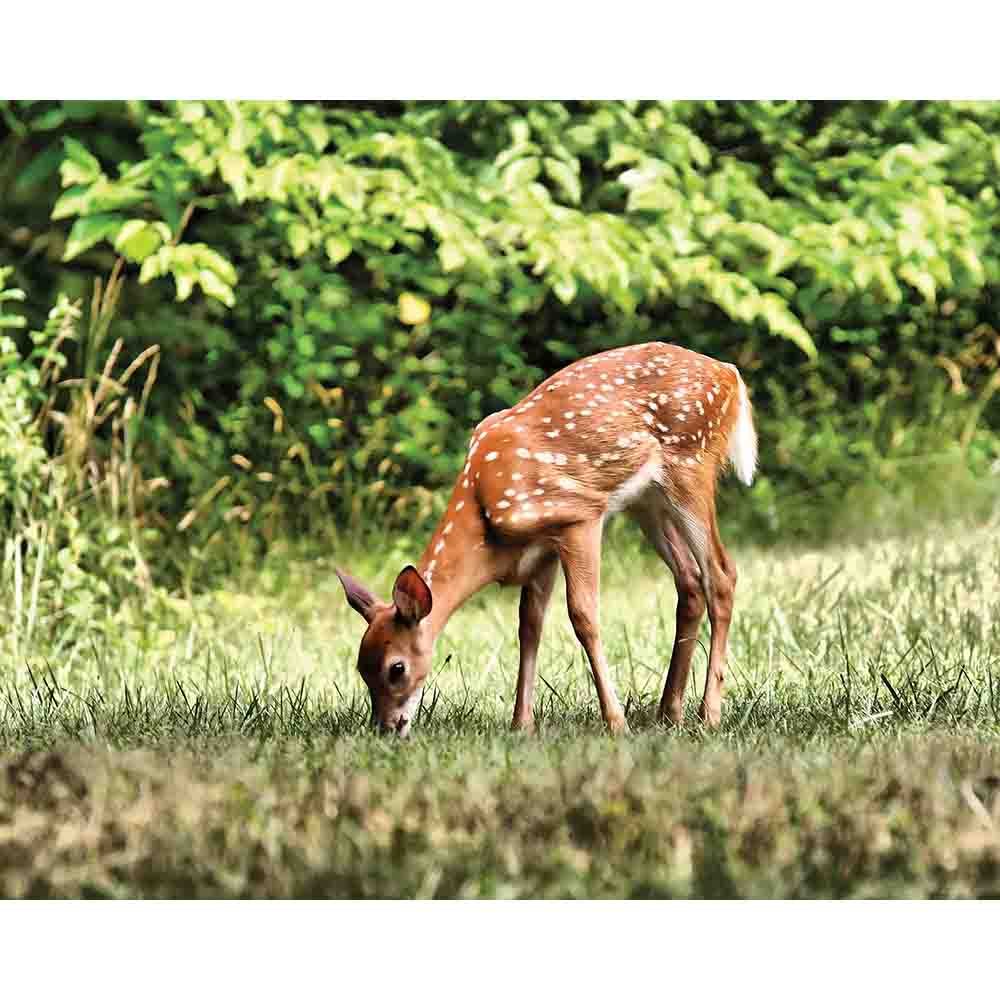 Grazing Fawn Wall Decal Printed | Wallhogs