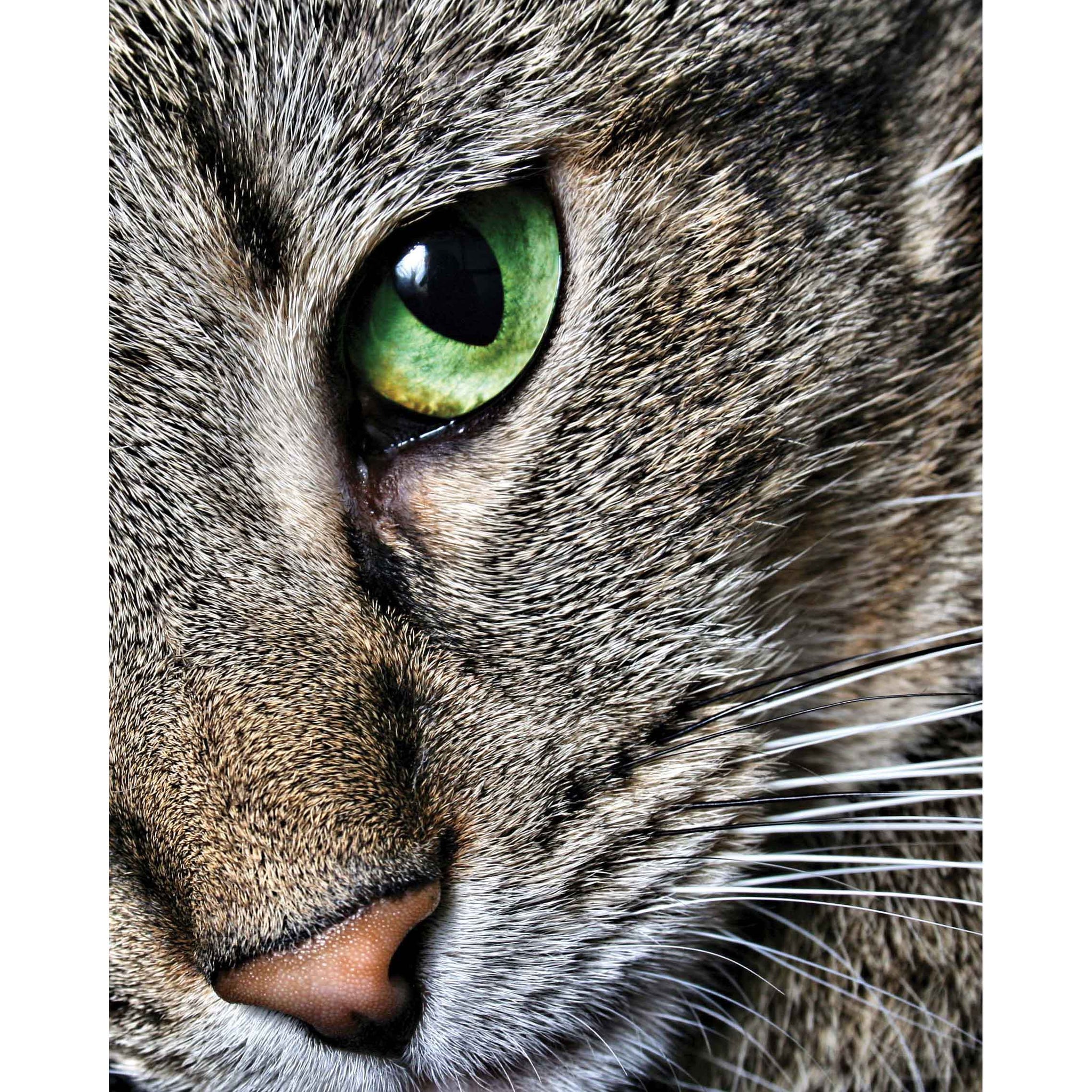 Max Close Up Cat Gloss Poster Printed | Wallhogs