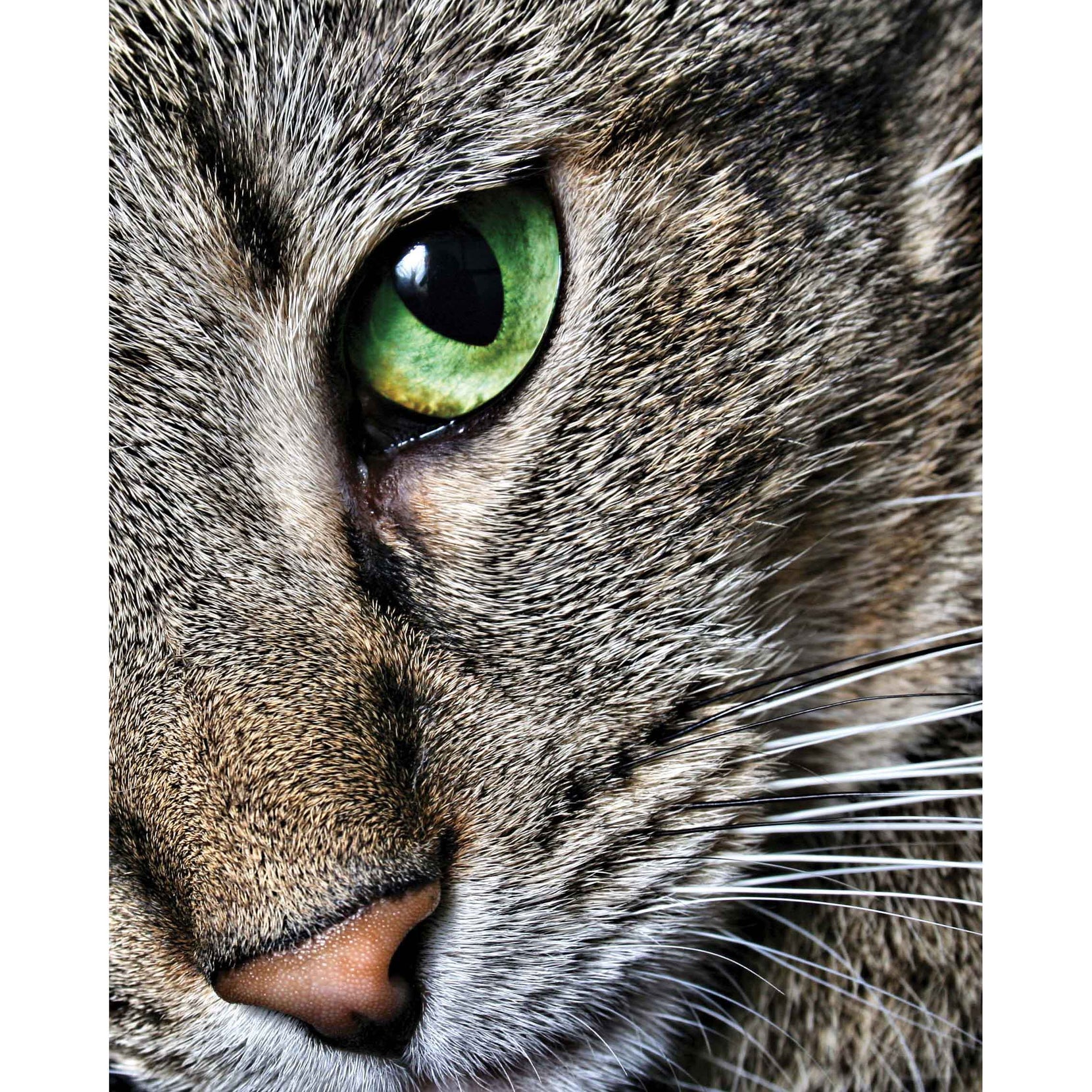 Max Close Up Cat Wall Decal Printed | Wallhogs