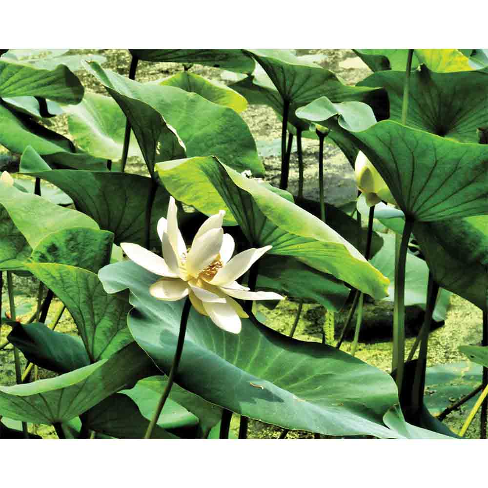 Pond Flower Gloss Poster Printed | Wallhogs