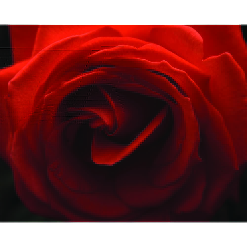 Rose Wall Decal Printed | Wallhogs