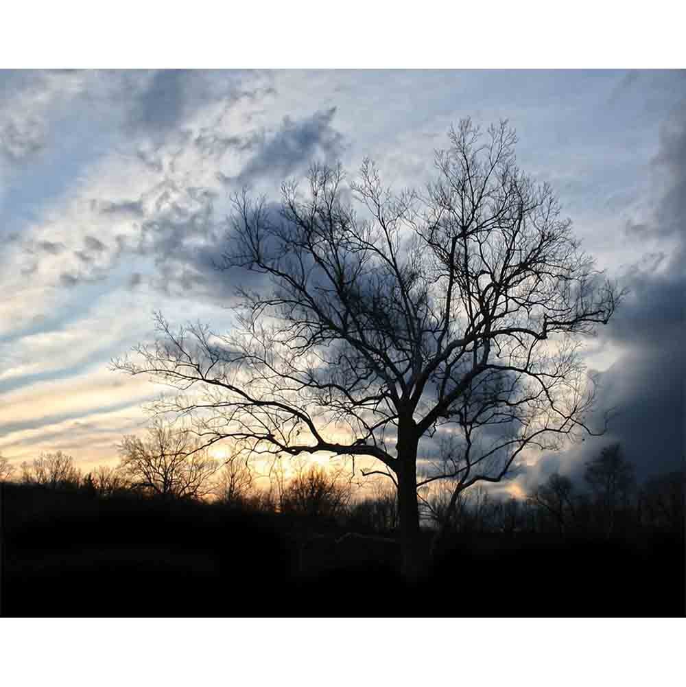 Sunset Tree Gloss Poster Printed | Wallhogs