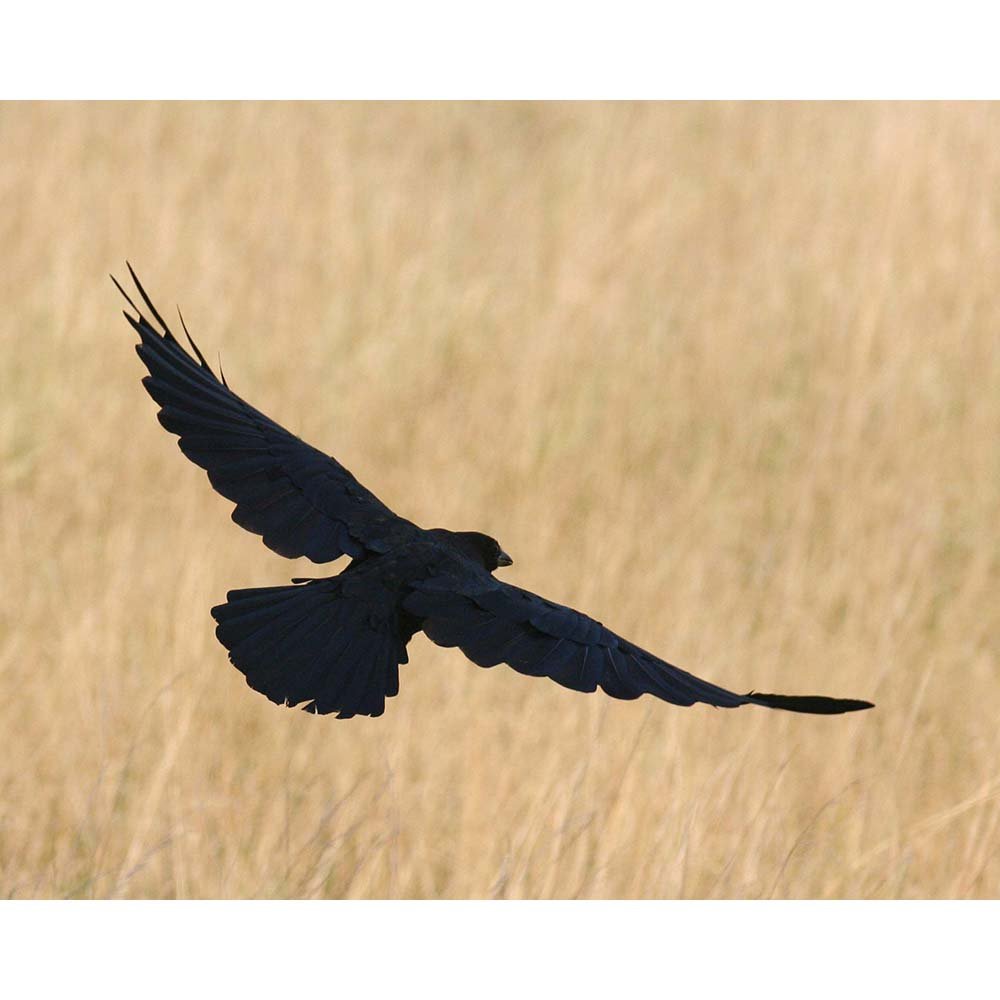 Crow Gloss Poster Printed | Wallhogs