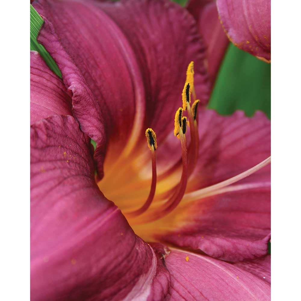 The Lilly Gloss Poster Printed | Wallhogs