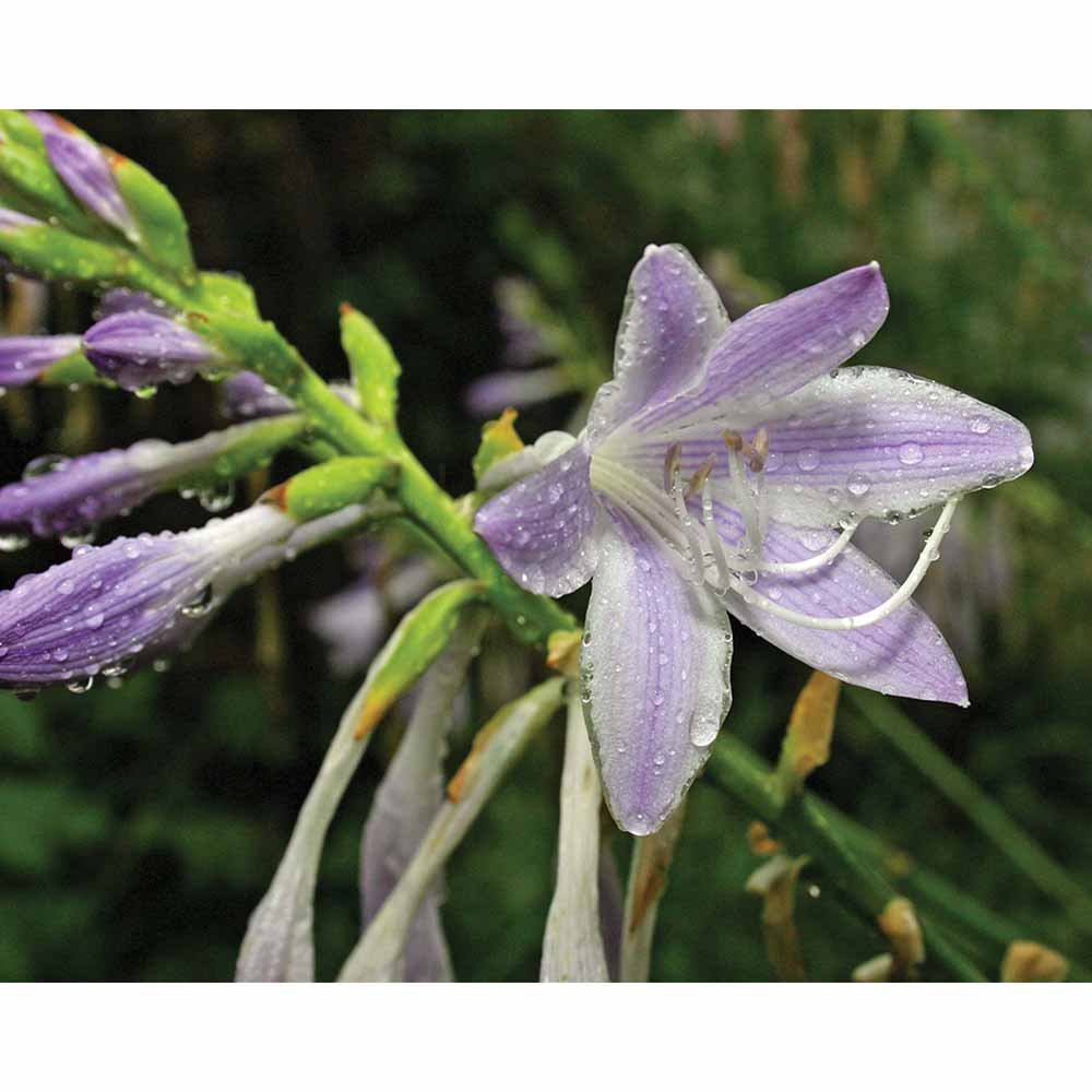 Wet Flower Gloss Poster Printed | Wallhogs