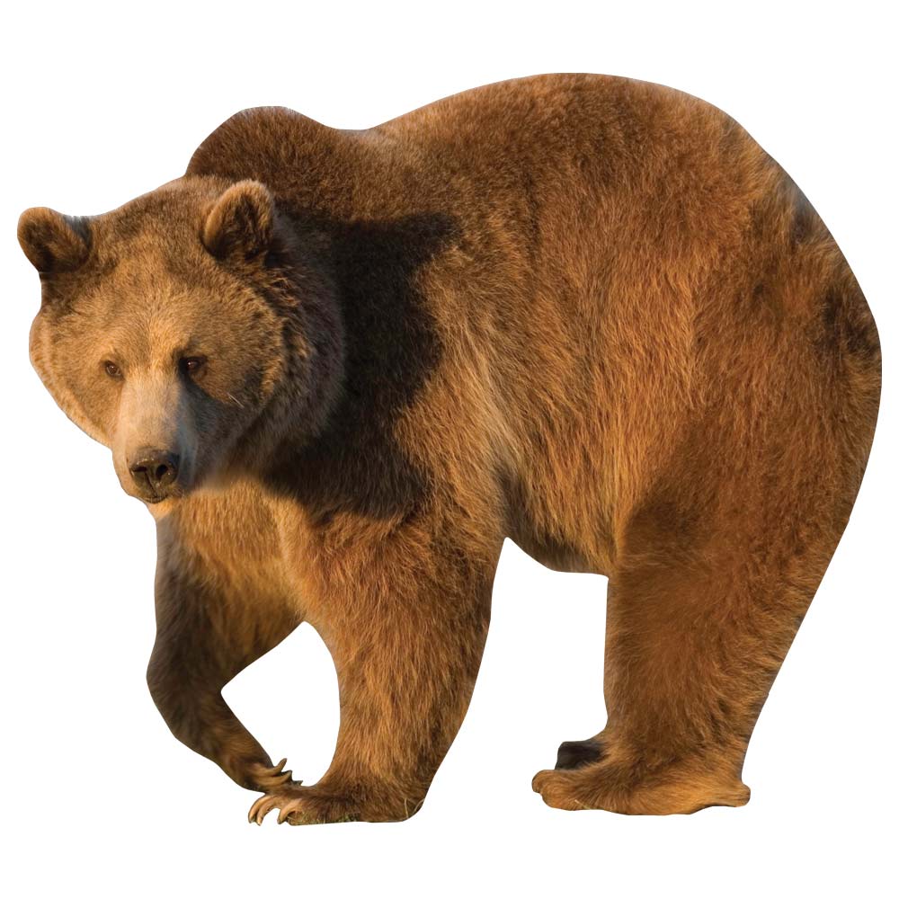 Big Grizzly Die-Cut Wall Decal Printed | Wallhogs