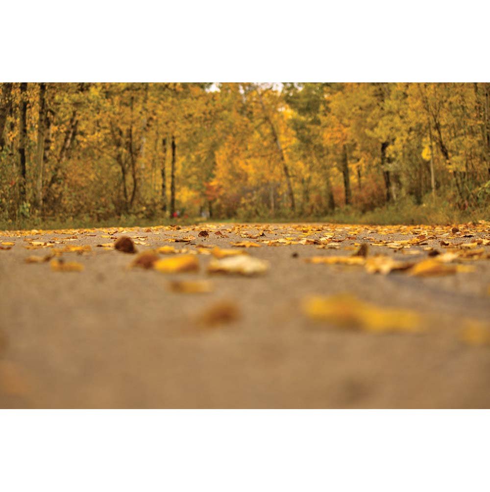Autumn Road Wall Decal Printed | Wallhogs