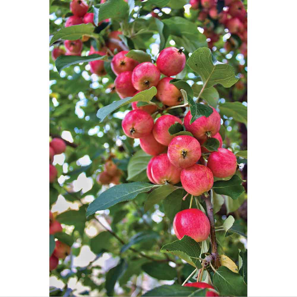 Crab Apples Gloss Poster Printed | Wallhogs