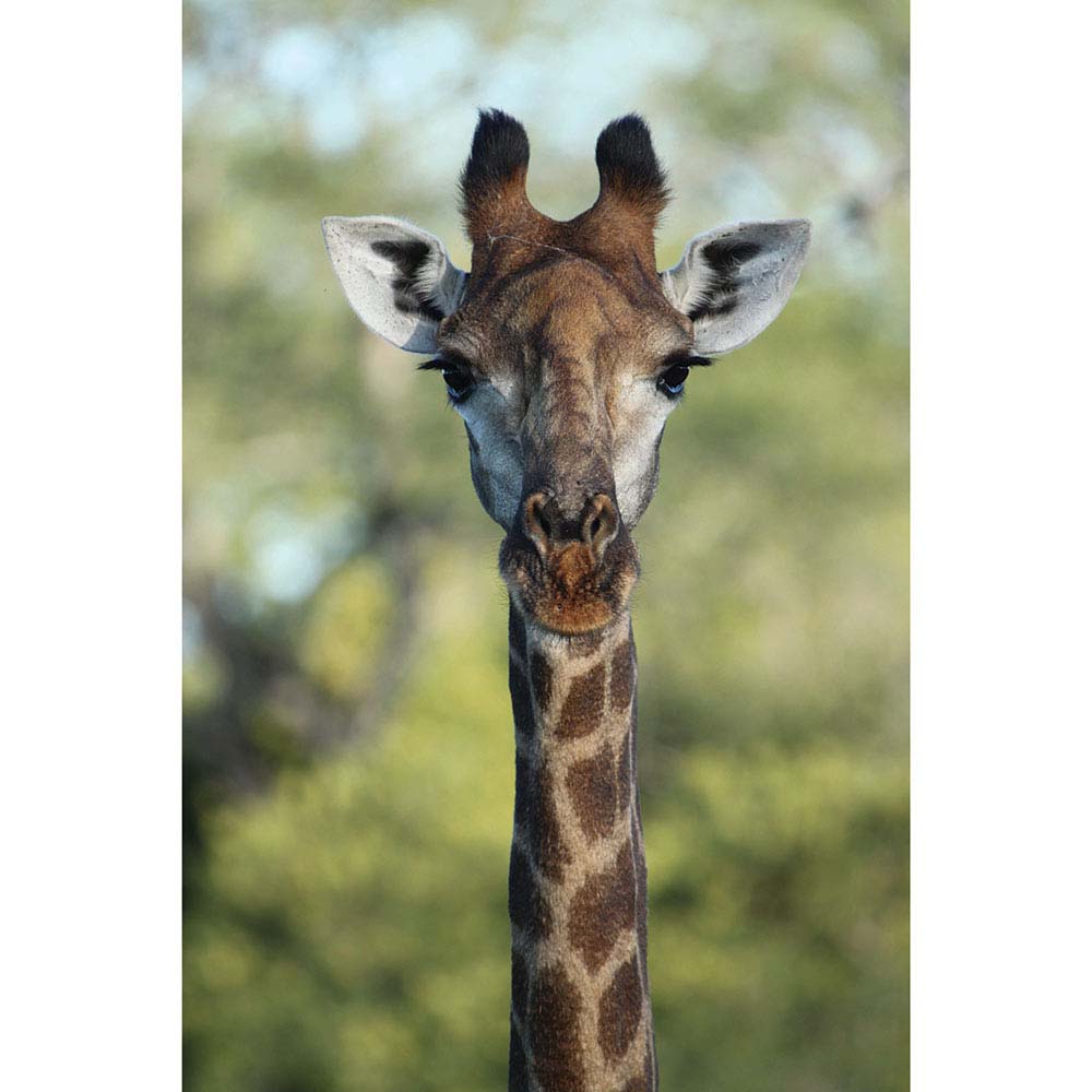 Giraffe Gloss Poster Printed | Wallhogs