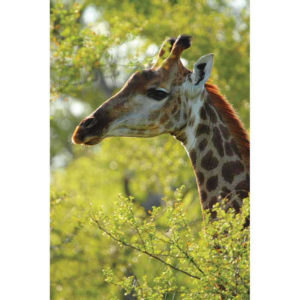 Giraffe Profile Gloss Poster Printed | Wallhogs