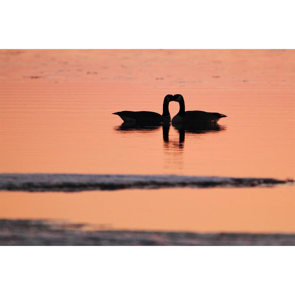 Goose Love Gloss Poster Printed | Wallhogs