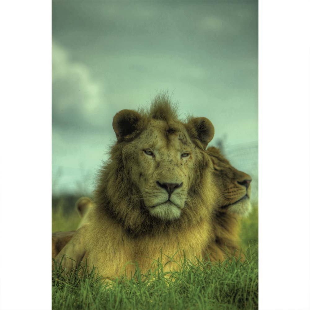 King of the Jungle Gloss Poster Printed | Wallhogs