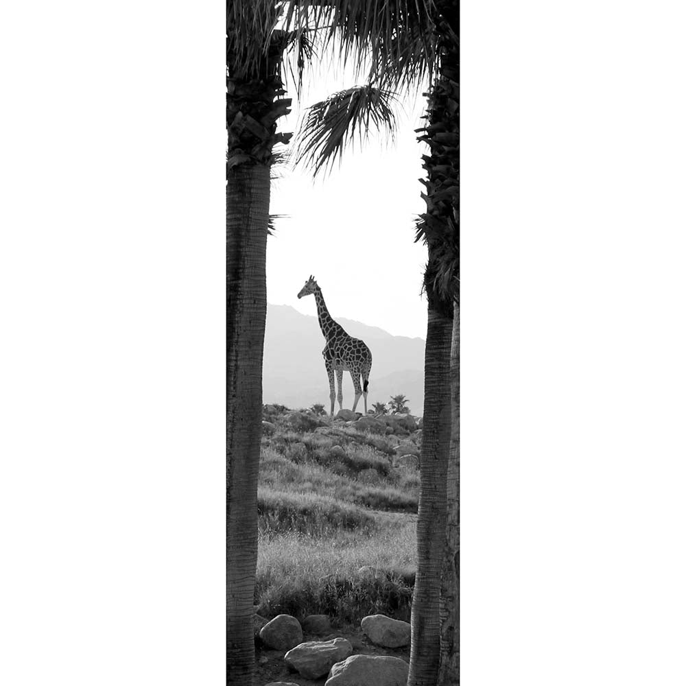 Panoramic Giraffe Gloss Poster Printed | Wallhogs