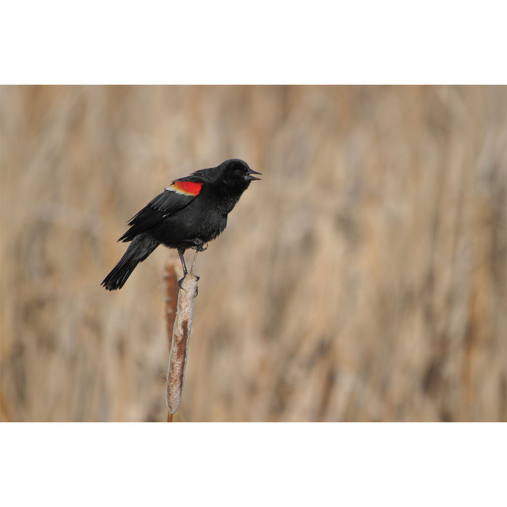 Red Winged Blackbird Gloss Poster Printed | Wallhogs