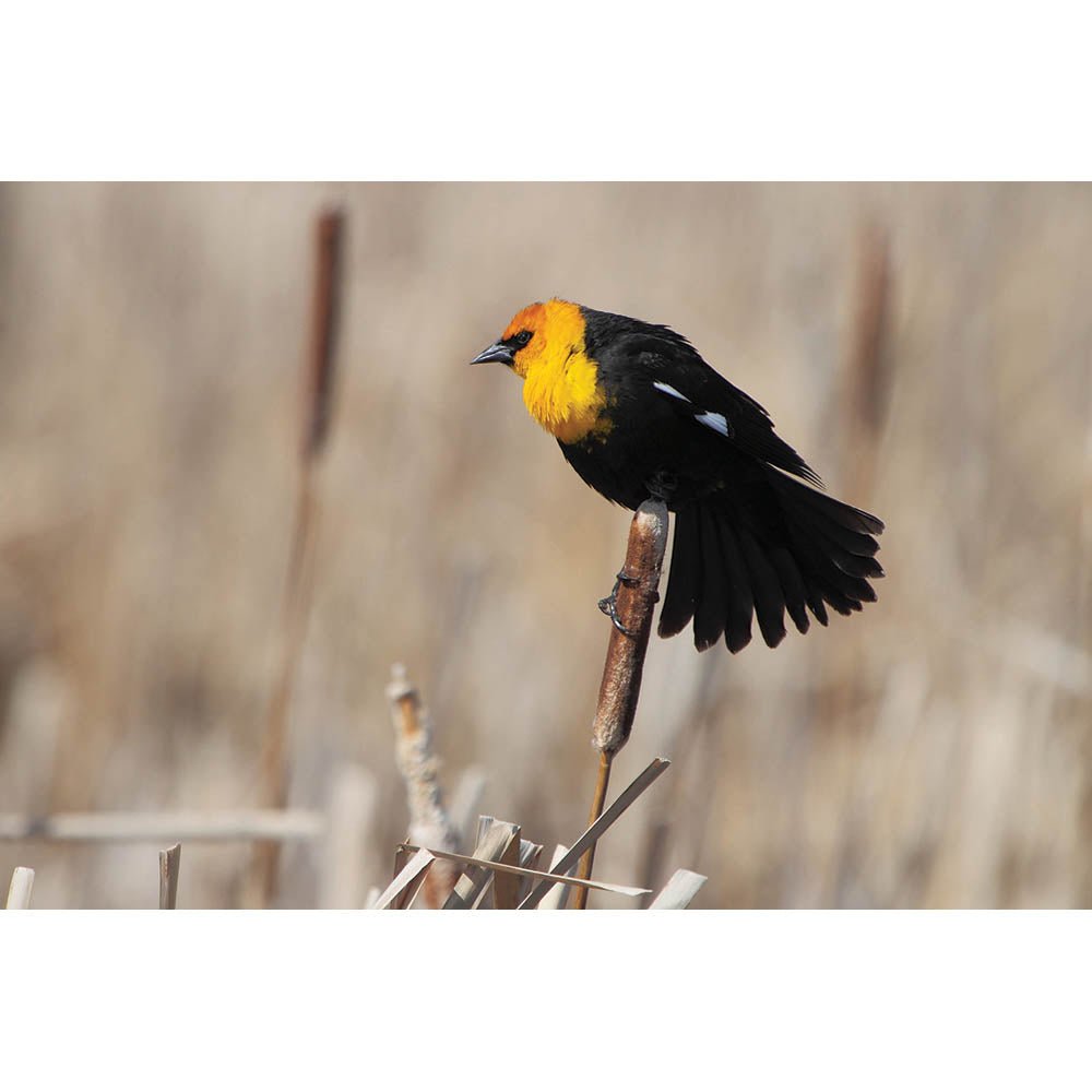 Yellow Headed Blackbird Gloss Poster Printed | Wallhogs