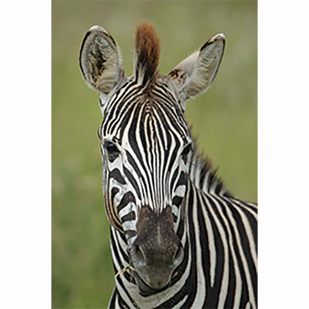 Zebra Portrait Gloss Poster Printed | Wallhogs