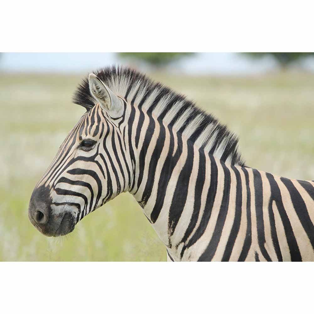 Zebra Profile Wall Decal Printed | Wallhogs