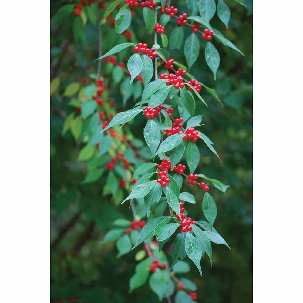 Berries Wall Decal Printed | Wallhogs