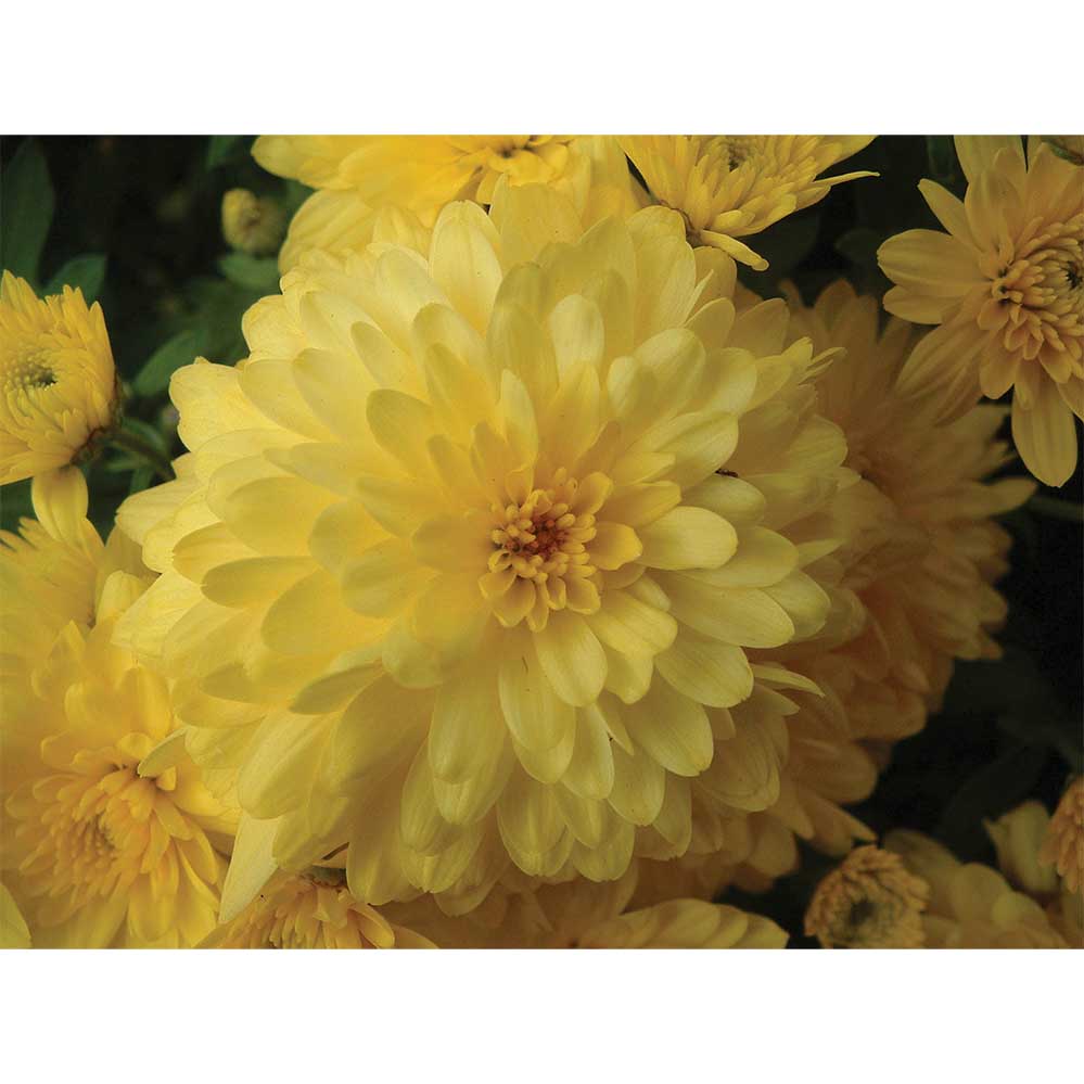 Chrysanthemum Flowers Gloss Poster Printed | Wallhogs