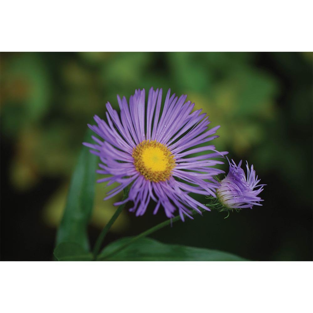 Purple Daisey Wall Decal Printed | Wallhogs