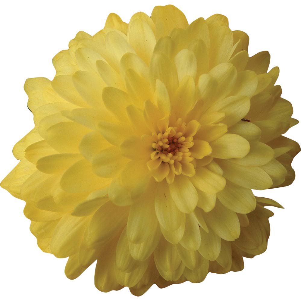 Chrysanthemum Wall Decal Printed and Die-Cut | Wallhogs