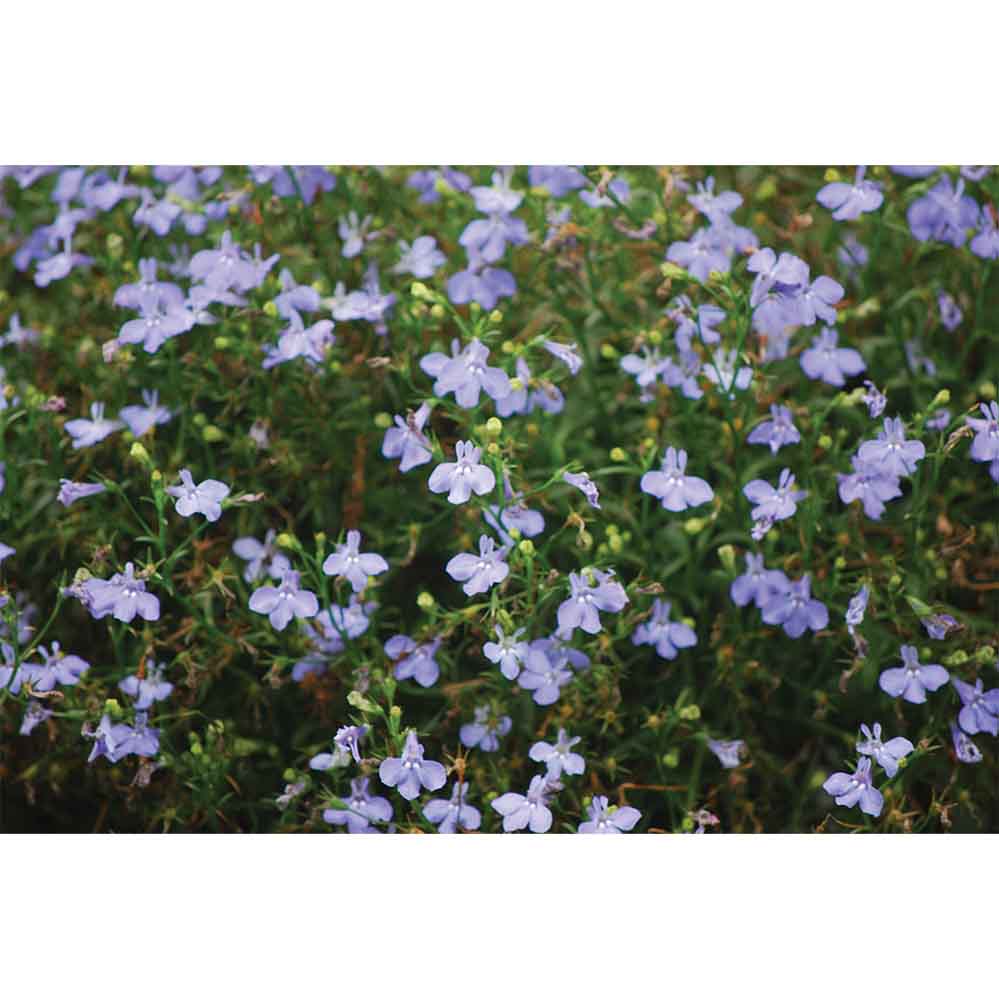 Purple Flowers Gloss Poster Printed | Wallhogs