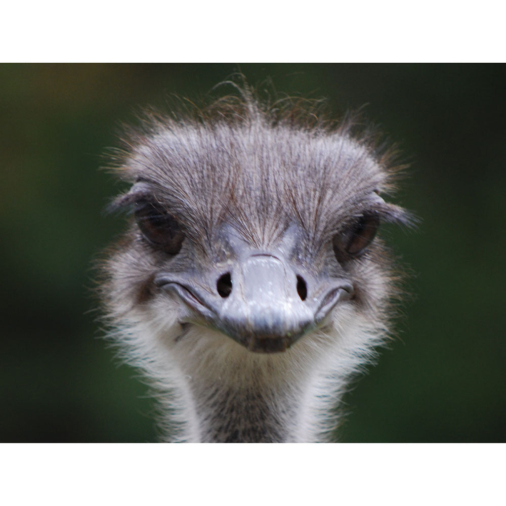 Ostrich Portrait Gloss Poster Printed | Wallhogs