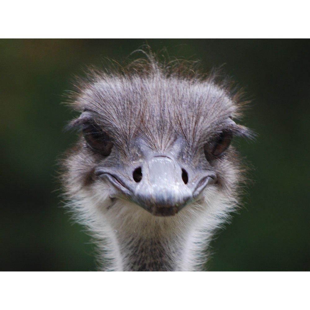 Ostrich Portrait Wall Decal Printed | Wallhogs