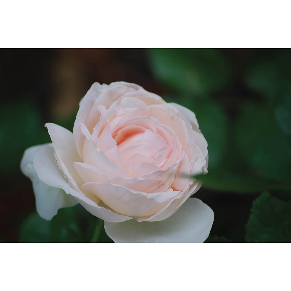 Pink Rose Wall Decal Printed | Wallhogs