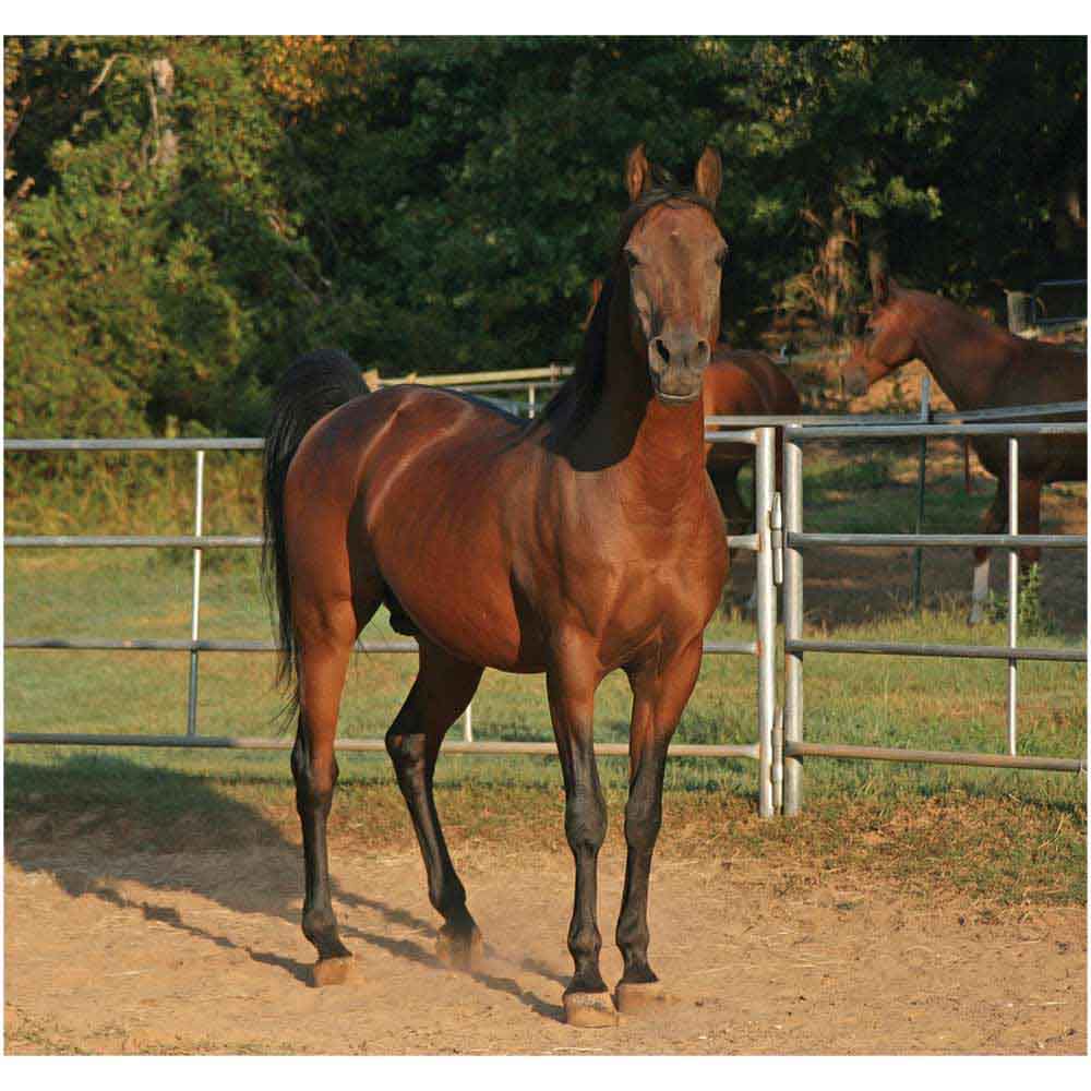 Corralled Horse Gloss Poster Printed | Wallhogs