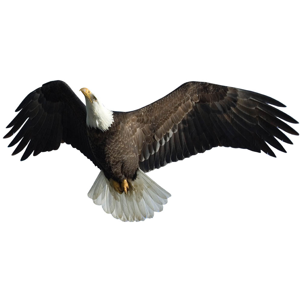 Soaring Eagle Die-Cut Wall Decal Printed | Wallhogs