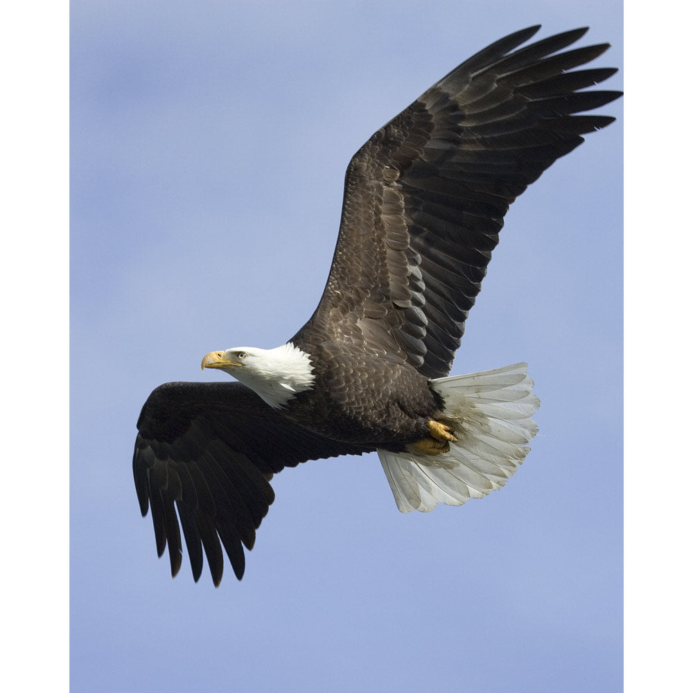 Soaring Eagle Wall Decal Printed | Wallhogs